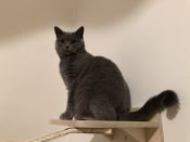 Dřevěná police pro doplnění škrabadla velká 1 ks